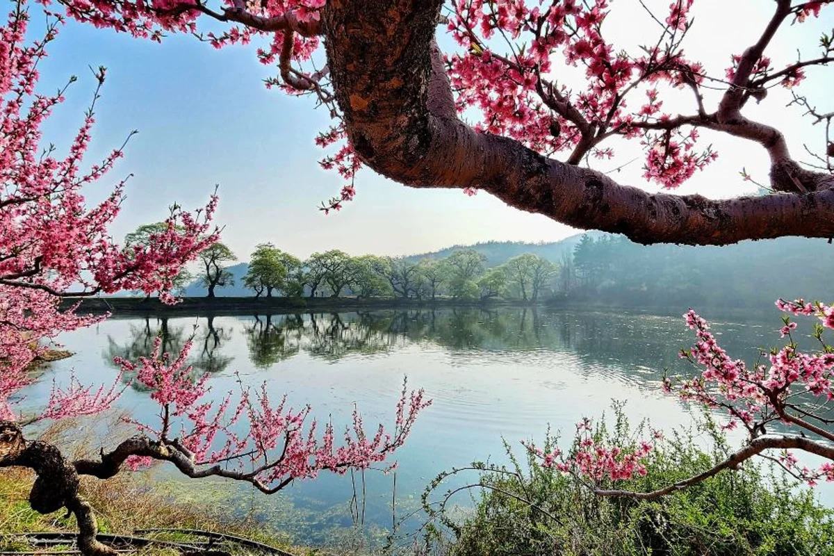 반곡지 - 경산시 낚시 여행